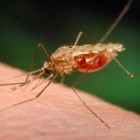 Penyebab penyakit malaria, gejalanya, pencegahannya, tanda ciri-ciri dan pengobatannya