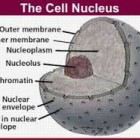 Pengertian dan Fungsi Nukleus