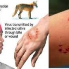 Penyakit Rabies , Penyebab , Tanda Ciri Gejala , Pencegahan , Dan Cara Mengobatinya