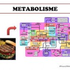 Pengertian Metabolisme Menurut Para Ahli