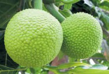 Manfaat Buah Sukun dan Daunnya bagi Kesehatan