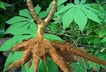 Manfaat Singkong dan Daunnya bagi Tubuh