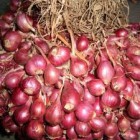 Manfaat Bawang Merah dan Daunnya