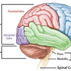 Pengertian dan Fungsi Otak