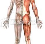 Fungsi Tulang dan Otot
