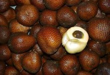 Manfaat Buah Salak bagi Kesehatan