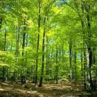 Manfaat Hutan bagi Kehidupan