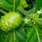 Manfaat khasiat Buah dan Daun Mengkudu untuk Kesehatan