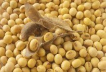 Manfaat Kacang Kedelai bagi Kesehatan