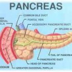 Pengertian dan Fungsi Pankreas